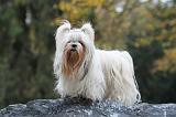 SHIH TZU 174